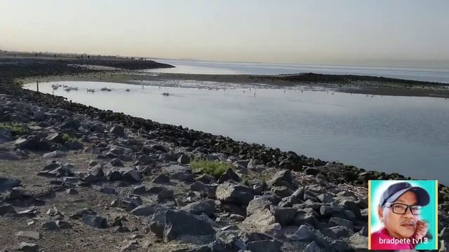 white Pelican visited marina park shoreline San Leandro California смотреть онлайн