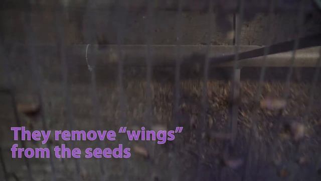 Abies seed processing смотреть онлайн