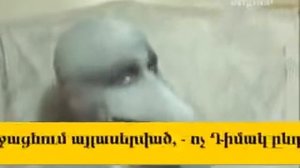 original dolphin muzzle cursed