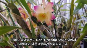 Dendrobium Oriental Smile 'Fantasy' 덴드로비움 오리엔탈 '환타지'