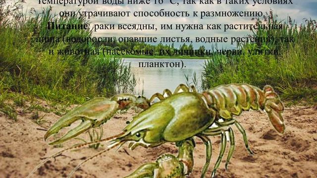 рыба.mp4