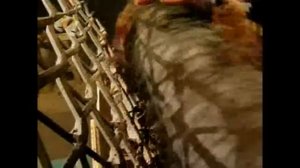 Изделия из кедропласта