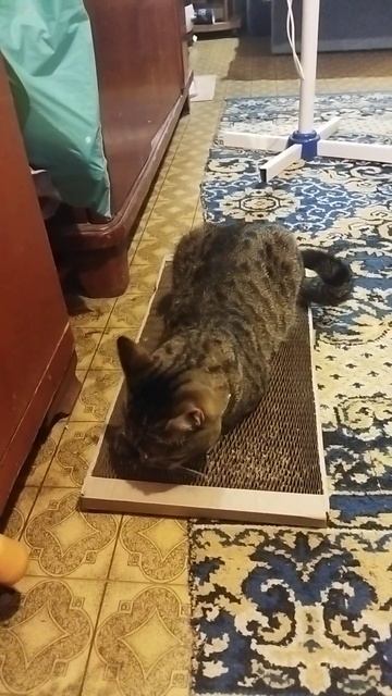 Когтеточка "Сота-Мини"😻 смотреть онлайн