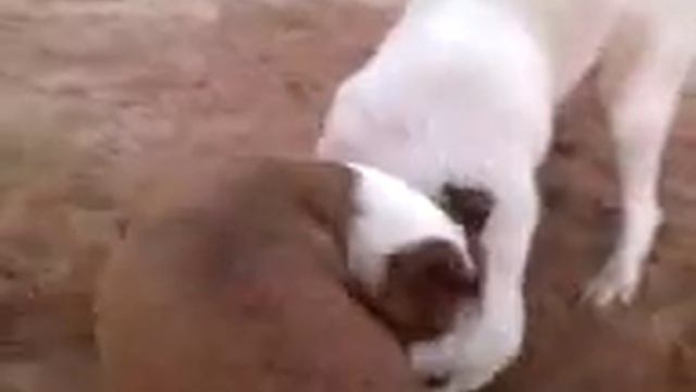 Лика и Дисайд по 2,5 года и Дора в Ваулино2 смотреть онлайн