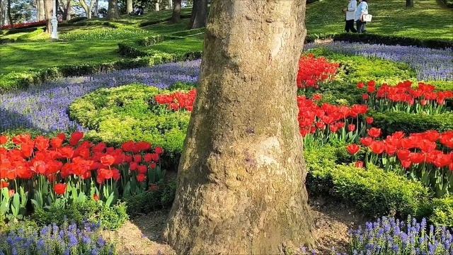 Стамбул. Тюльпаны. Парк Гюльхане. 14.04.2024г. смотреть онлайн