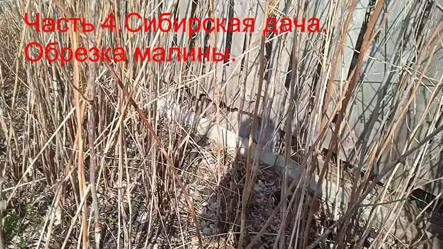 13.04.14.47.Часть 4.Сибирь.Дача.Обрезка малины.