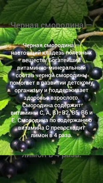 Витамины Черная смородина