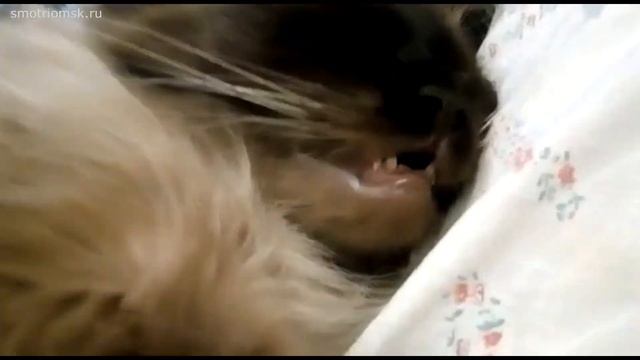 smotriomsk.ru: Отставь меня, старушка, я в печали! #разное #смешные животные смотреть онлайн