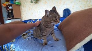 Деревенский котик.