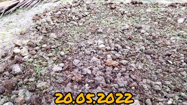 নটে বা মারিশ শাক চাষের সহজ পদ্ধতি (how to farming notey shak/amaranth) #gardening vlog 23 смотреть онлайн