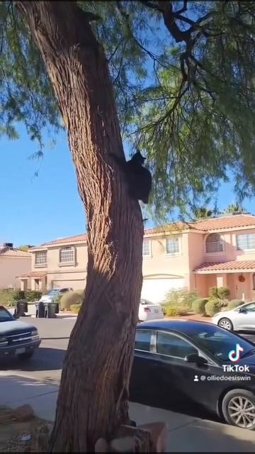 Cat climbing down tree like a bear смотреть онлайн
