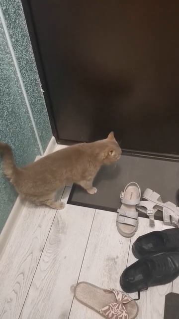 Котик просится на улицу ❤️👍 #котики #кот #кошки #милыйкотик #домашнийпитомец смотреть онлайн