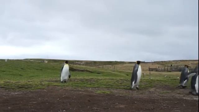 Круиз в Антарктику Фолкленды пингвины Королевские идут смотреть онлайн