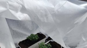 Петунию оставила на ночь в теплице! Ночью было -4 градуса!!!