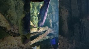 Москвариум