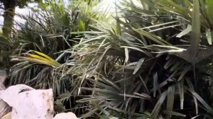 Needle palm hedge in Northern Virginia