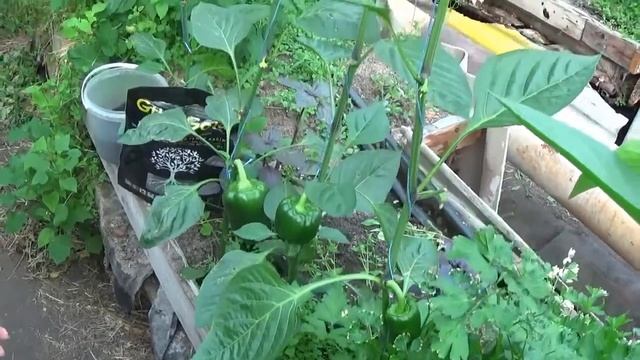 КАК УВЕЛИЧИТЬ УРОЖАЙ ПЕРЦА? смотреть онлайн