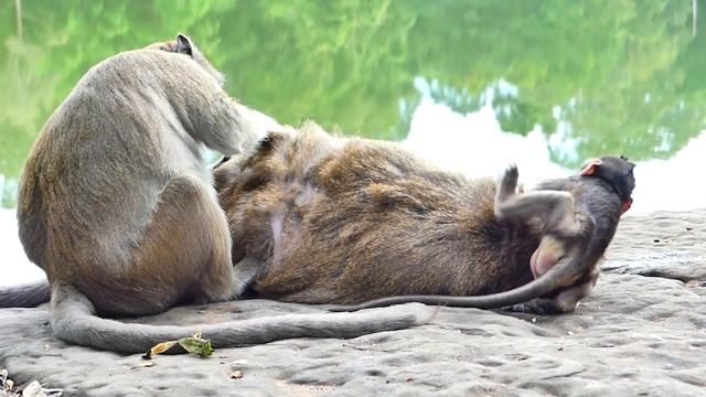 My god!! P_itiful Small Monkey Tia When Mom Tara M_istreated And P_ush Her T_ouch The Tree. смотреть онлайн