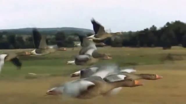 Красивое видео о лошадях и не только смотреть онлайн