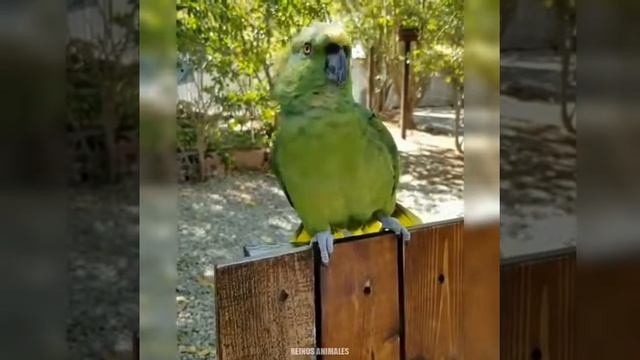 !+ КАК ПОЮТ РАЗНЫЕ ПТИЦЫ, А НЕКОТОРЫЕ И ТАНЦУЮТ, О КАК ЖЕ ЭТО КРАСИВО! ВЫ ТОЛЬКО ПОСМОТРИТЕ смотреть онлайн