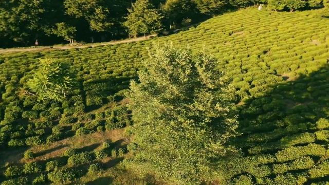 Чайные поля в верхней Хосте в Сочи смотреть онлайн