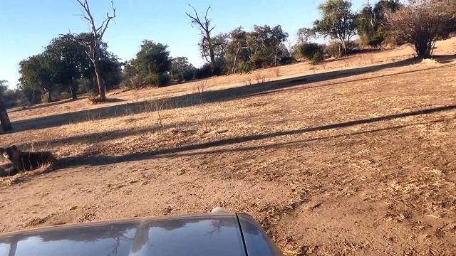 Доброе утро от гиены смотреть онлайн