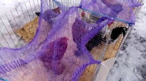 выставка голубей в аксае первая часть