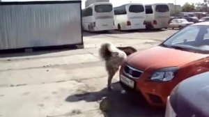 Атака  собаки