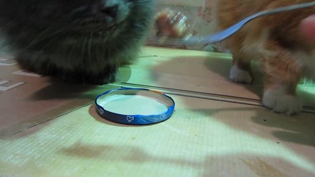 Харьков, Харьковская область, коты. кошки. собаки смотреть онлайн