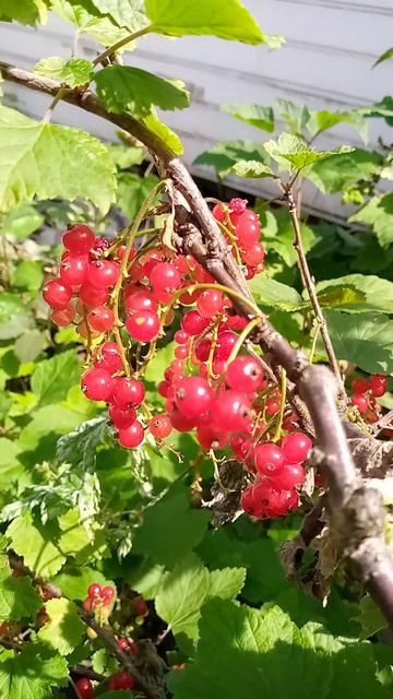 Красная смородина #ягоды смотреть онлайн