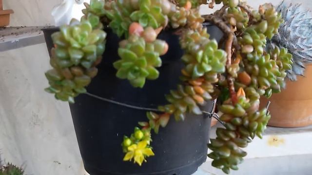 Sedum little gem смотреть онлайн