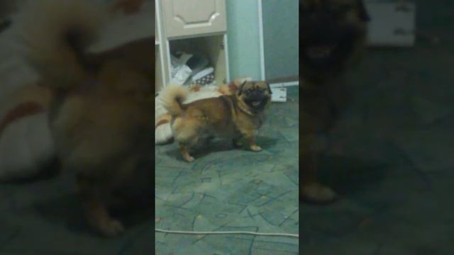 Собака шпилит игрушки 😂😂😂 смотреть онлайн