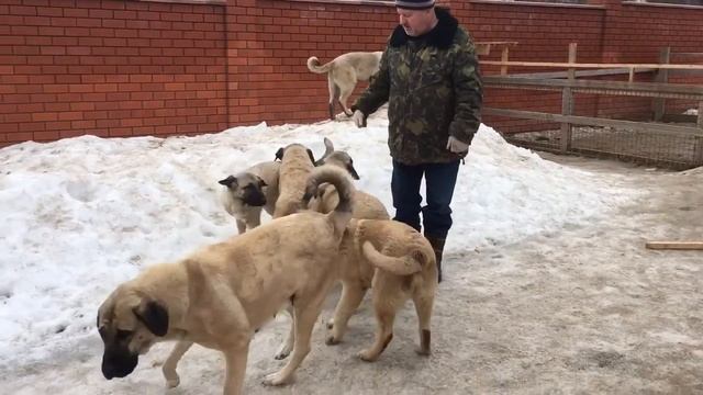 Щенки кангала. Питомник АНТАЛКАЯ. смотреть онлайн