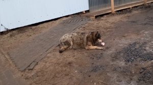 8/11 22 #жизньнасевере УХОХАТЫВАЮСЬ НА ФИЗИО. МУЖИК КОВЫРЯЕТСЯ В НАШЕЙ МАШИНЕ #архангельск