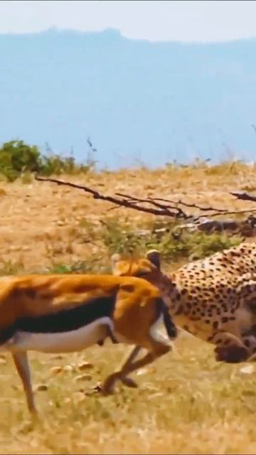 гепард смотреть онлайн