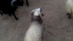 Стадо овец 2019