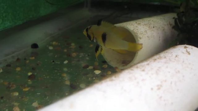 FANTASY AQUATICS - Apisto Pandurini/Panduro(female) смотреть онлайн