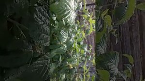 пчёлы на малине