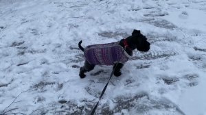 Собака порода цвергшнауцер