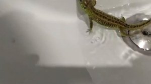 Как купать ящерицу