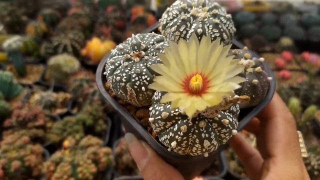 Purple Astrophytum Asterias Cactus - Nursery LongMinh смотреть онлайн