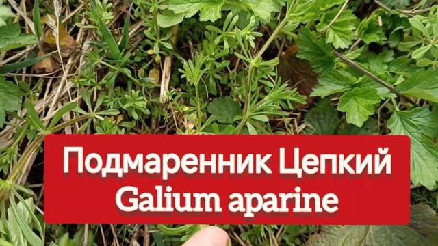 Растительное питание (Plant Based Food and Drinks ) - новый Тренд! 2 Трендовых Блюда за Копейки