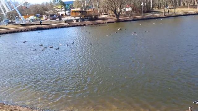 TheHouseRoad Утки 14 небольшое беспокойство