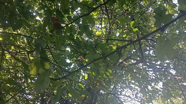 Практики Созерцания.Перенос Сознания.Изменение диапазона вибраций. смотреть онлайн