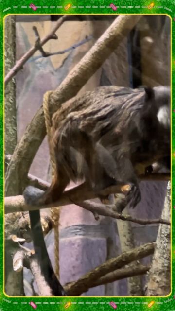 Тамарин буроголовый в Ленинградском зоопарке смотреть онлайн