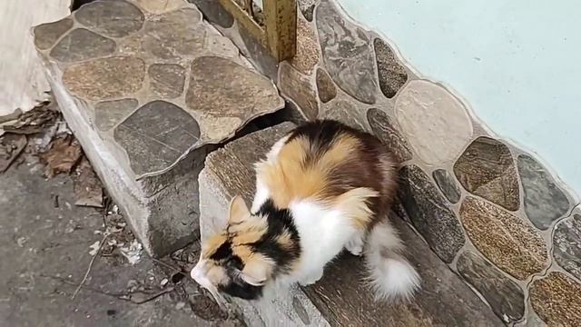 Рыжик пришёл забрать свою Марусю, но Барон против смотреть онлайн