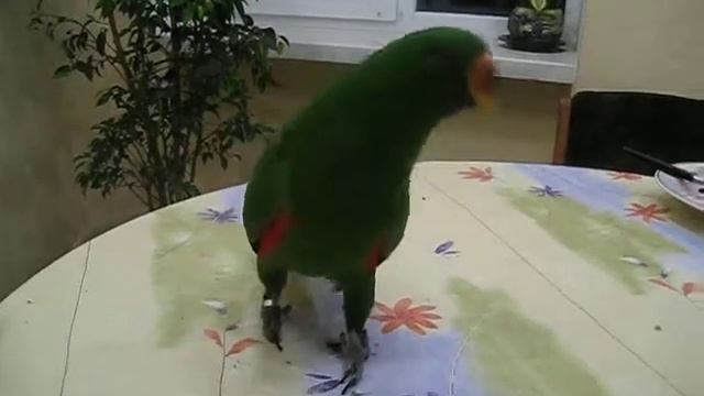 Грин в припрыжку по столу смотреть онлайн