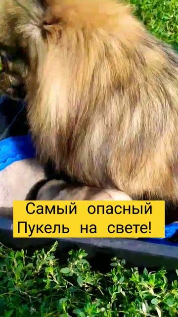 Мать года 🏆🥇! #щенок #щенки #шпиц #шпицуля #померанец #pomeranian #pomeranianpuppy #pom #собаки смотреть онлайн