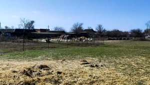 Гуси важно ходят и летают. Geese walk and fly importantly.