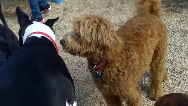 Natas, Lily N, lil Archie, Frankie, Charli, Abby, Big Archie, Freya, Maxie, Titus, Ryleigh, Manny, смотреть онлайн